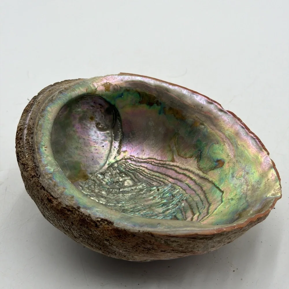 Extra Large Abalone Shell Unpolished Display Piece